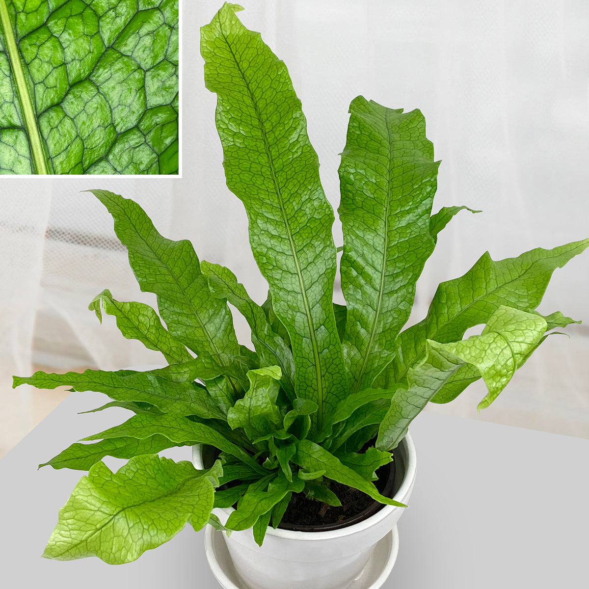 Crocodile Fern (Microsorum musifolium ‘Crocodyllus’)