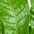 Crocodile Fern (Microsorum musifolium ‘Crocodyllus’)