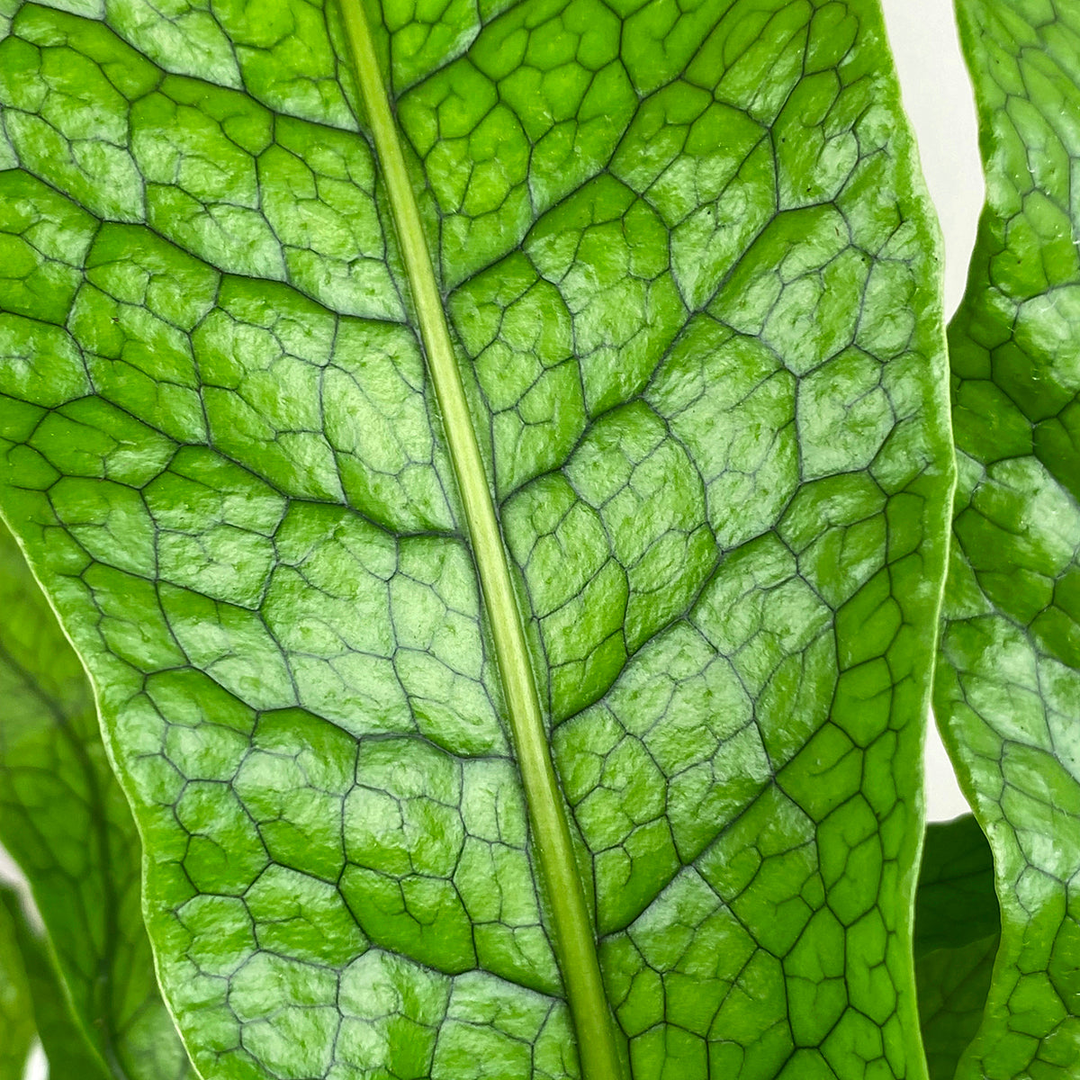 Crocodile Fern (Microsorum musifolium ‘Crocodyllus’)