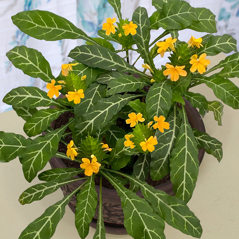 Firecracker Plant (Crossandra pungens)