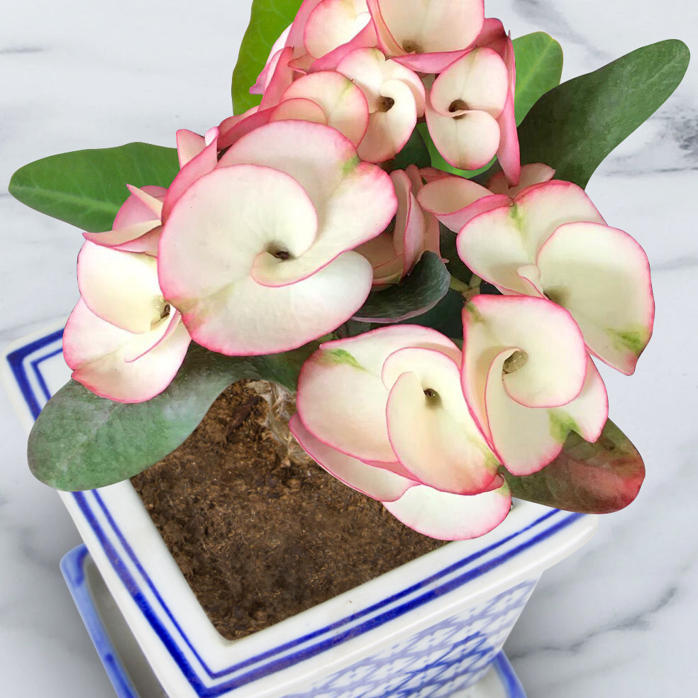 Crown of Thorns ‘Bliss’ (Euphorbia milii hybrid)