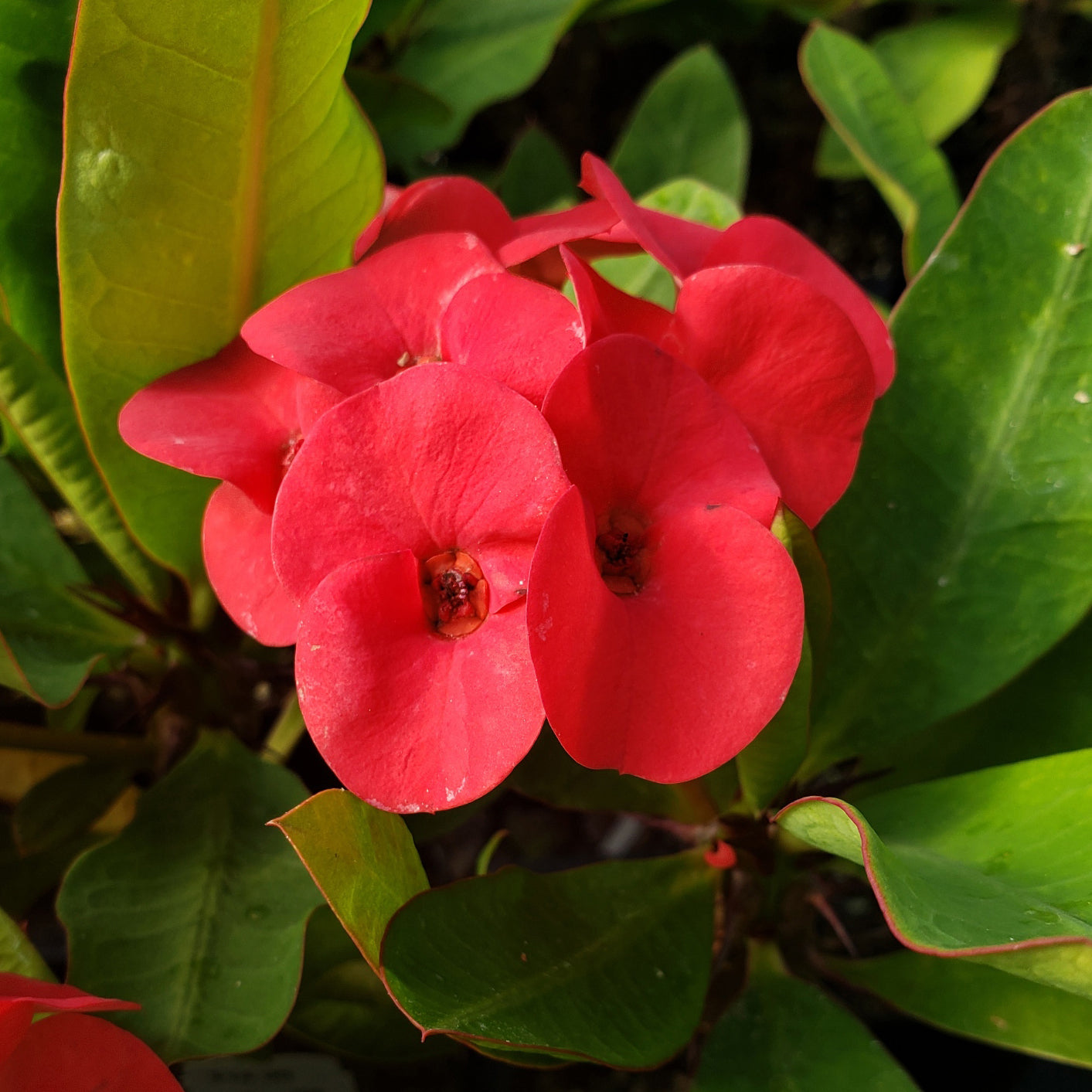 Crown of Thorns ‘Red’ (Euphorbia milii hybrid)
