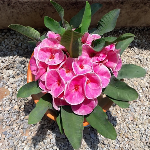 Crown of Thorns
‘Rosy Cheeks’
(Euphorbia milii hybrid)