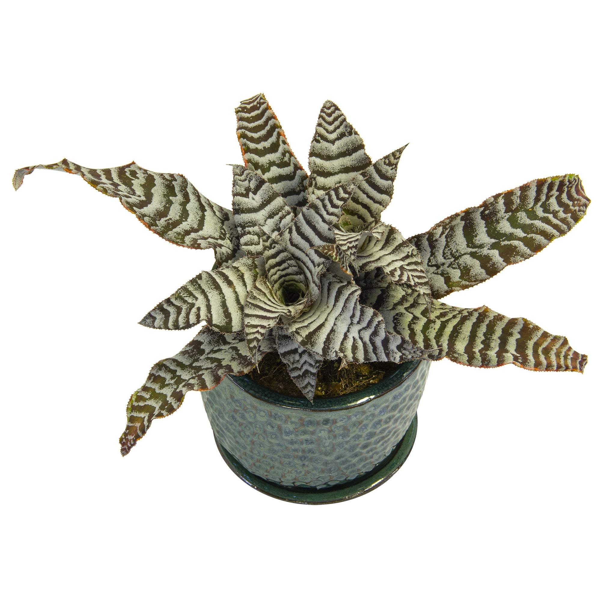 Cryptanthus ‘Absolute Zero’ (Cryptanthus hybrid)