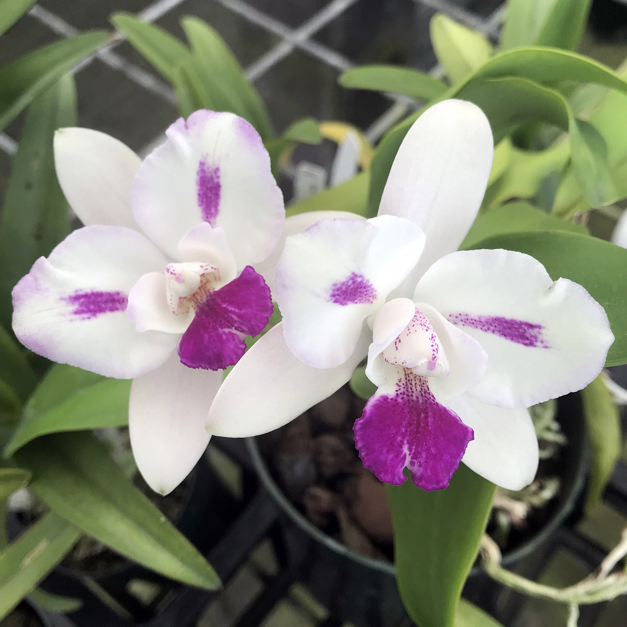 Ctna Orchid Ethel’s Paradise ‘Kalapana’ (Cattleya x Broughtonia hybrid)
