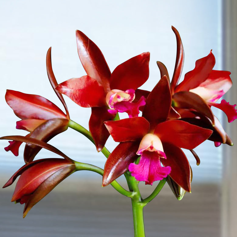 Ctt. Orchid Sagarik Wax ‘African Beauty’ AM/AOS