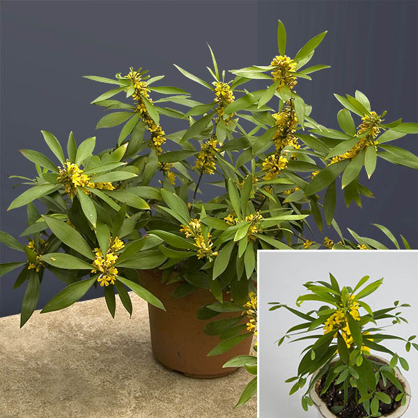 Winged Oxalis (Oxalis rusciformis)