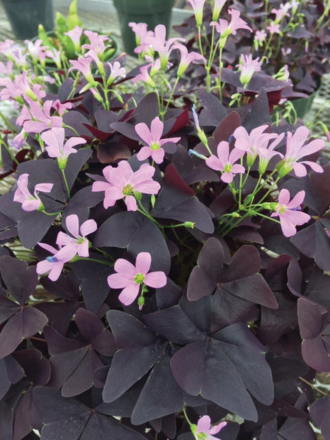 Oxalis ‘Ebony’ Allure™ (Oxalis triangularis hybrid)