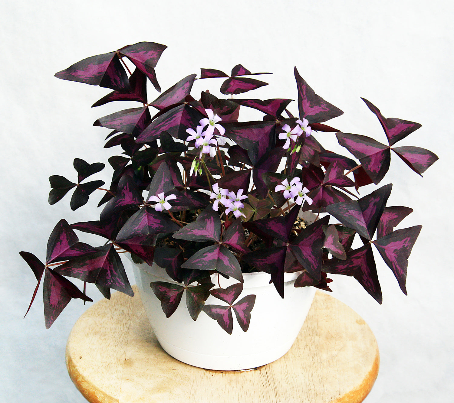 Variegated Purple Shamrock Plant (Oxalis triangularis atropurpurea)
