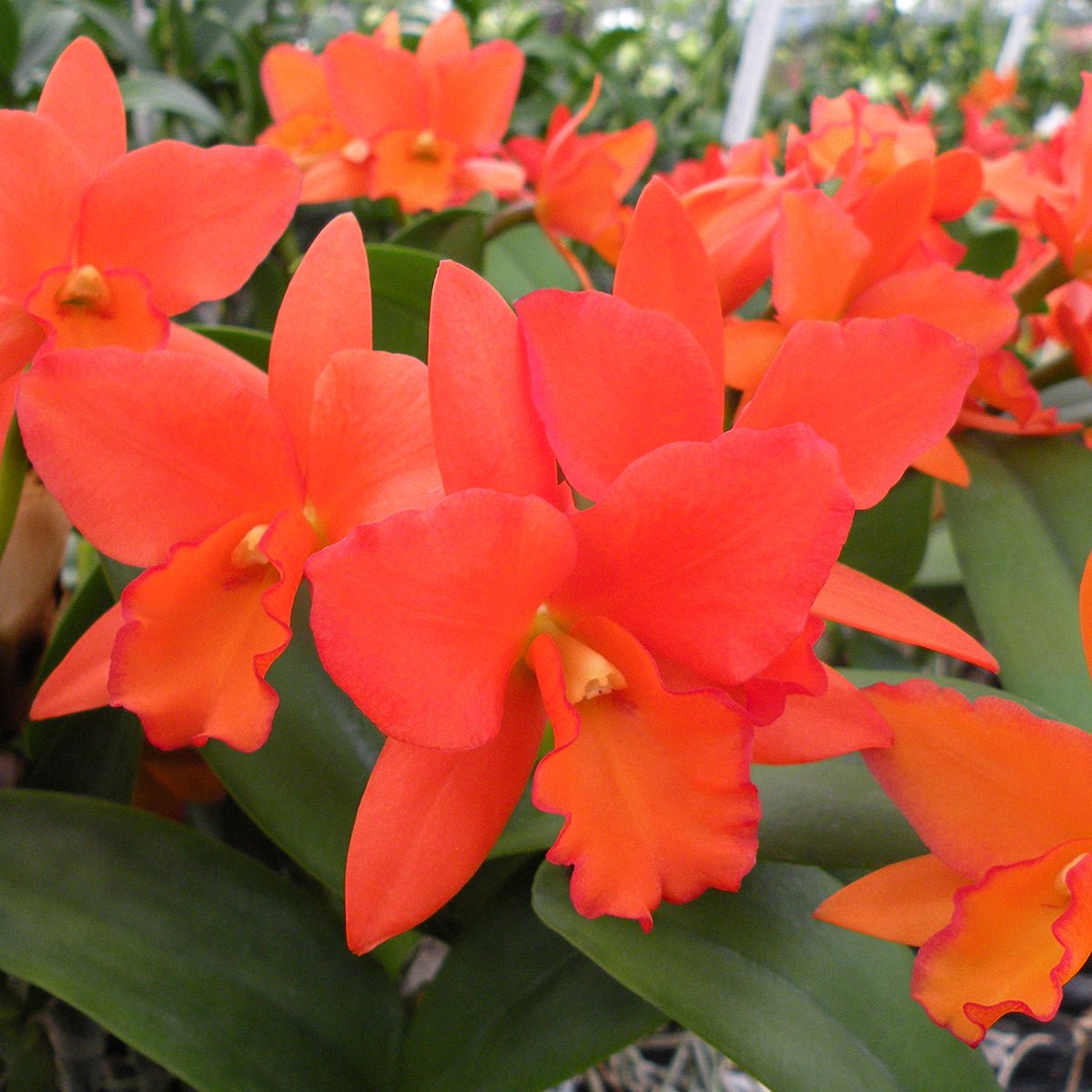 Blc Orchid Dan O’Neil ‘Jubilee’ HCC/AOS (Brassavola x Laelia x Cattleya hybrid)