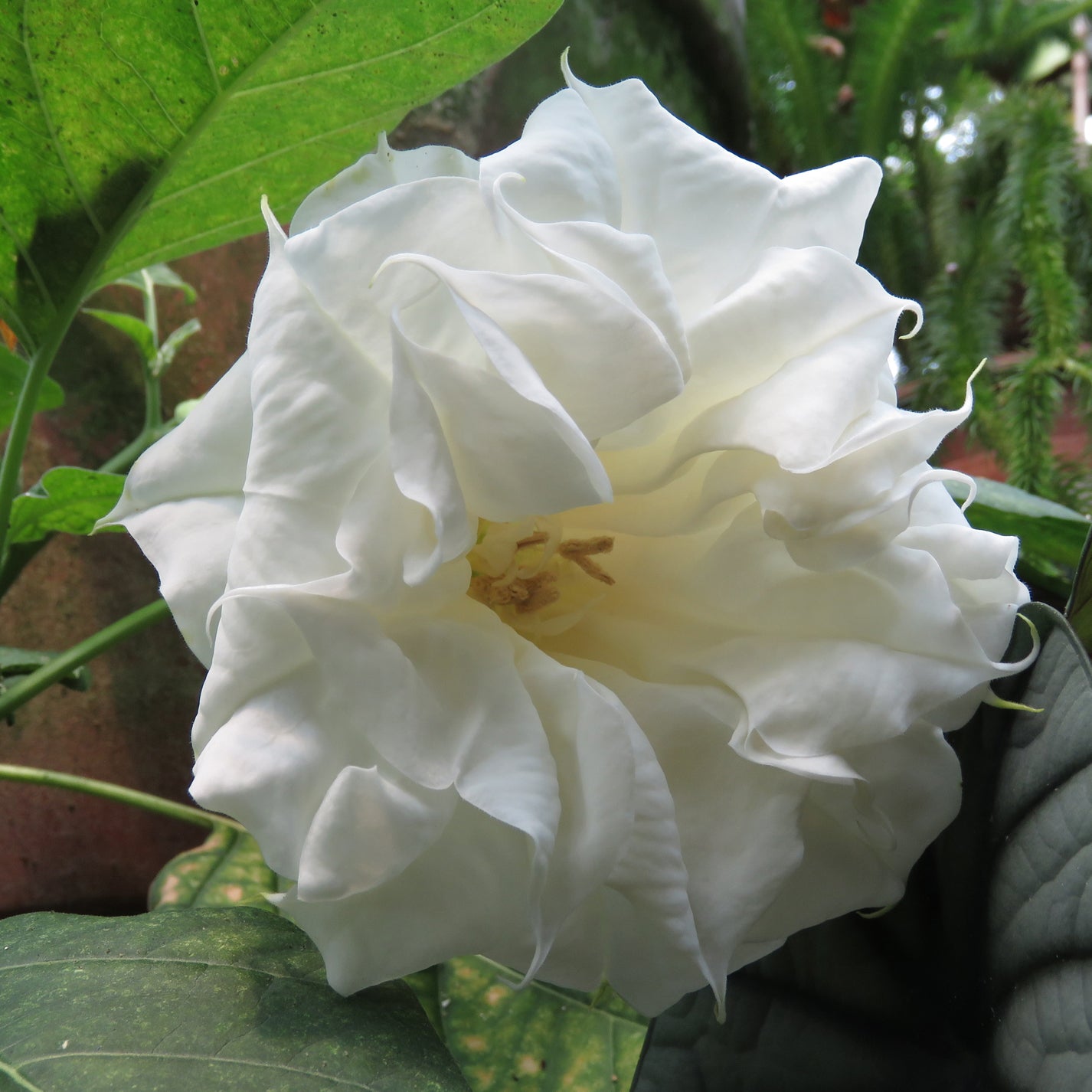 Datura ‘Alba’ (Datura metel)