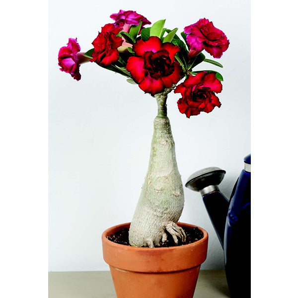 Desert Rose ‘Double Black Asia’ (Adenium hybrid)