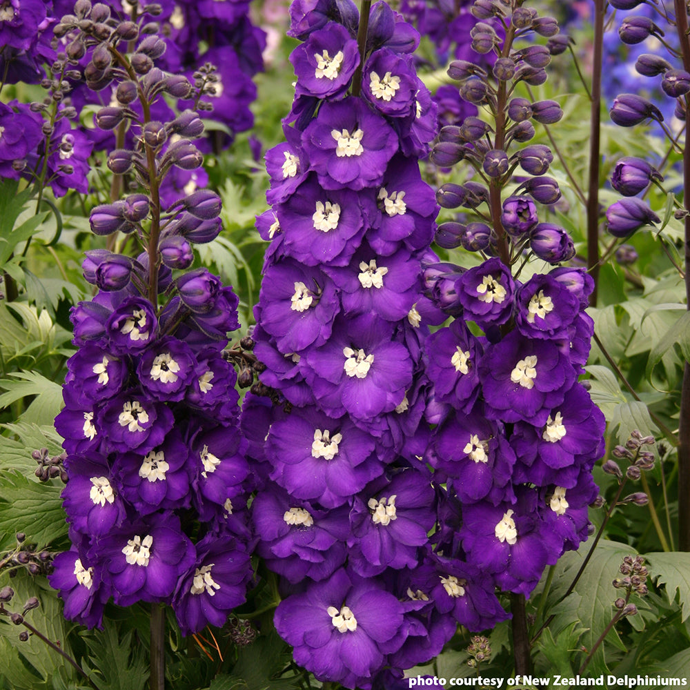 Delphinium ‘Purple Passion’ (Delphinium elatum hybrid)