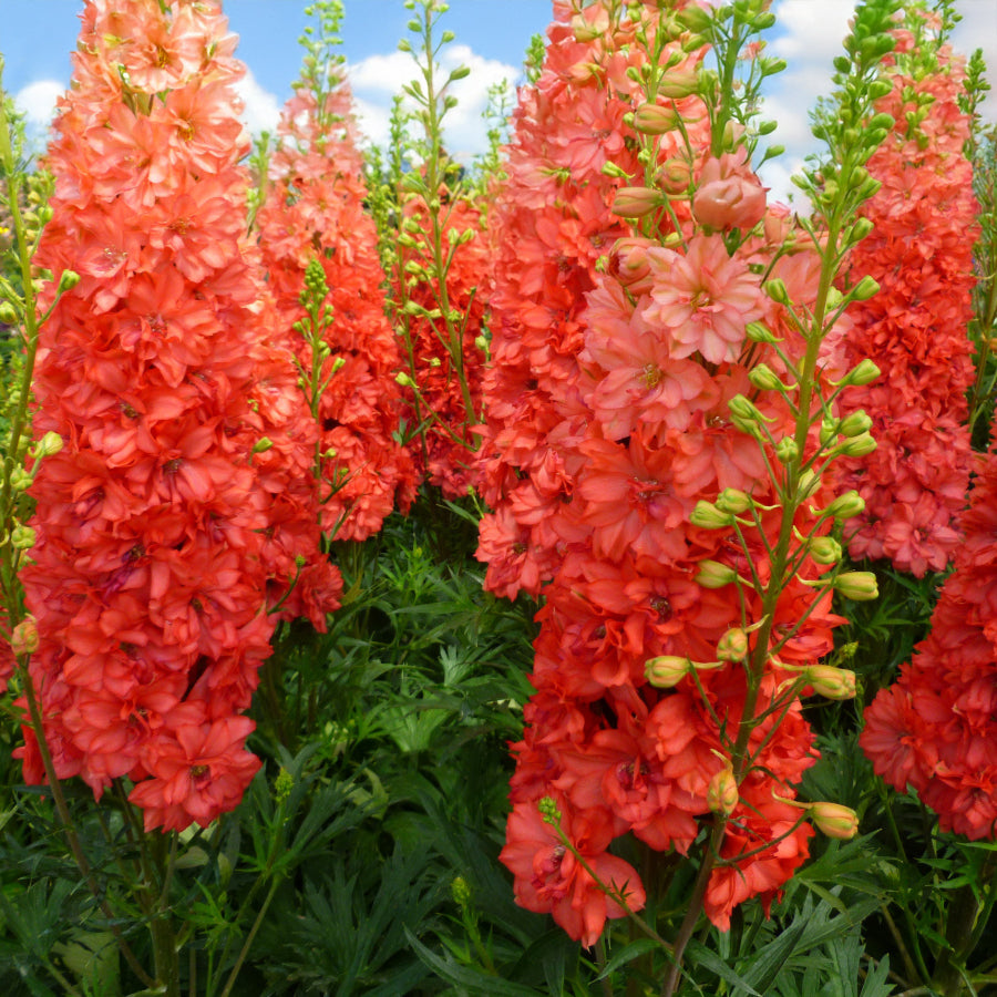 Delphinium Red Lark