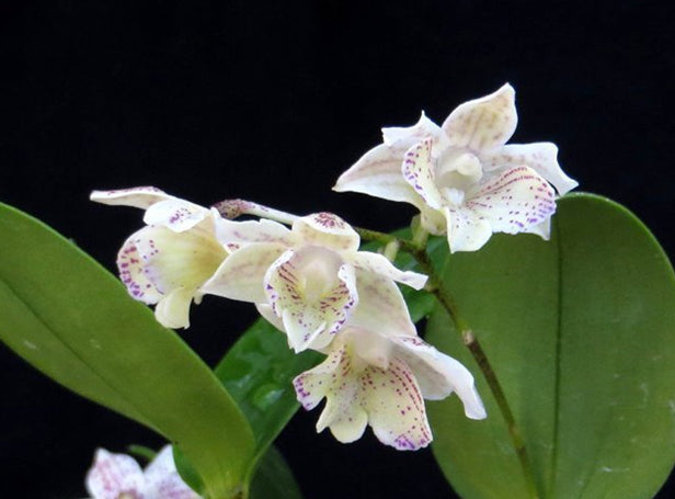 Dendrobium Orchid ‘Micro Chip’ (Dendrobium aberrans x normanbyense)