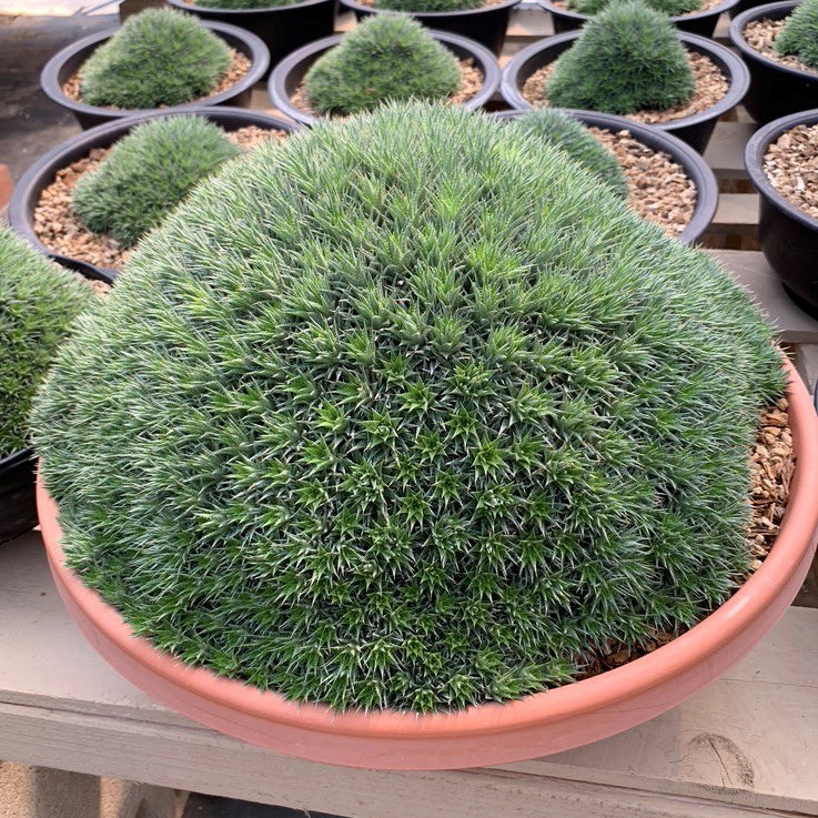 Argentine Ball (Deuterocohnia brevifolia)