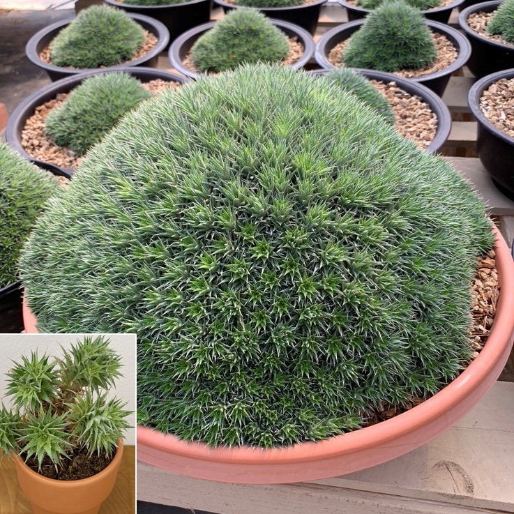 Argentine Ball (Deuterocohnia brevifolia)