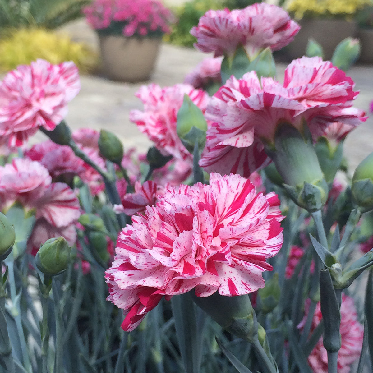 Carnation ‘Pinball Wizard’ PP