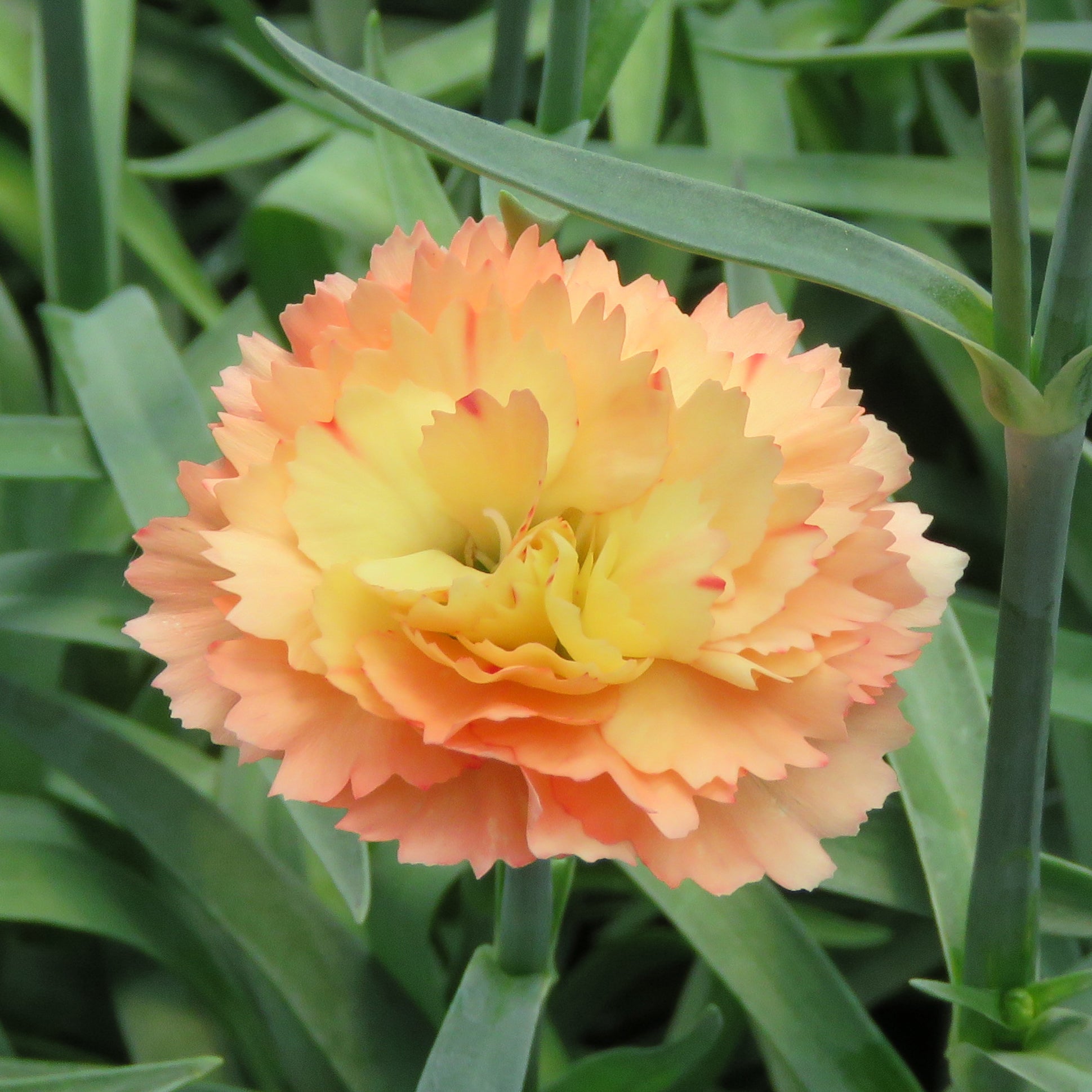 Carnation SuperTrouper® ‘Orange’ PP (Dianthus caryophyllus)