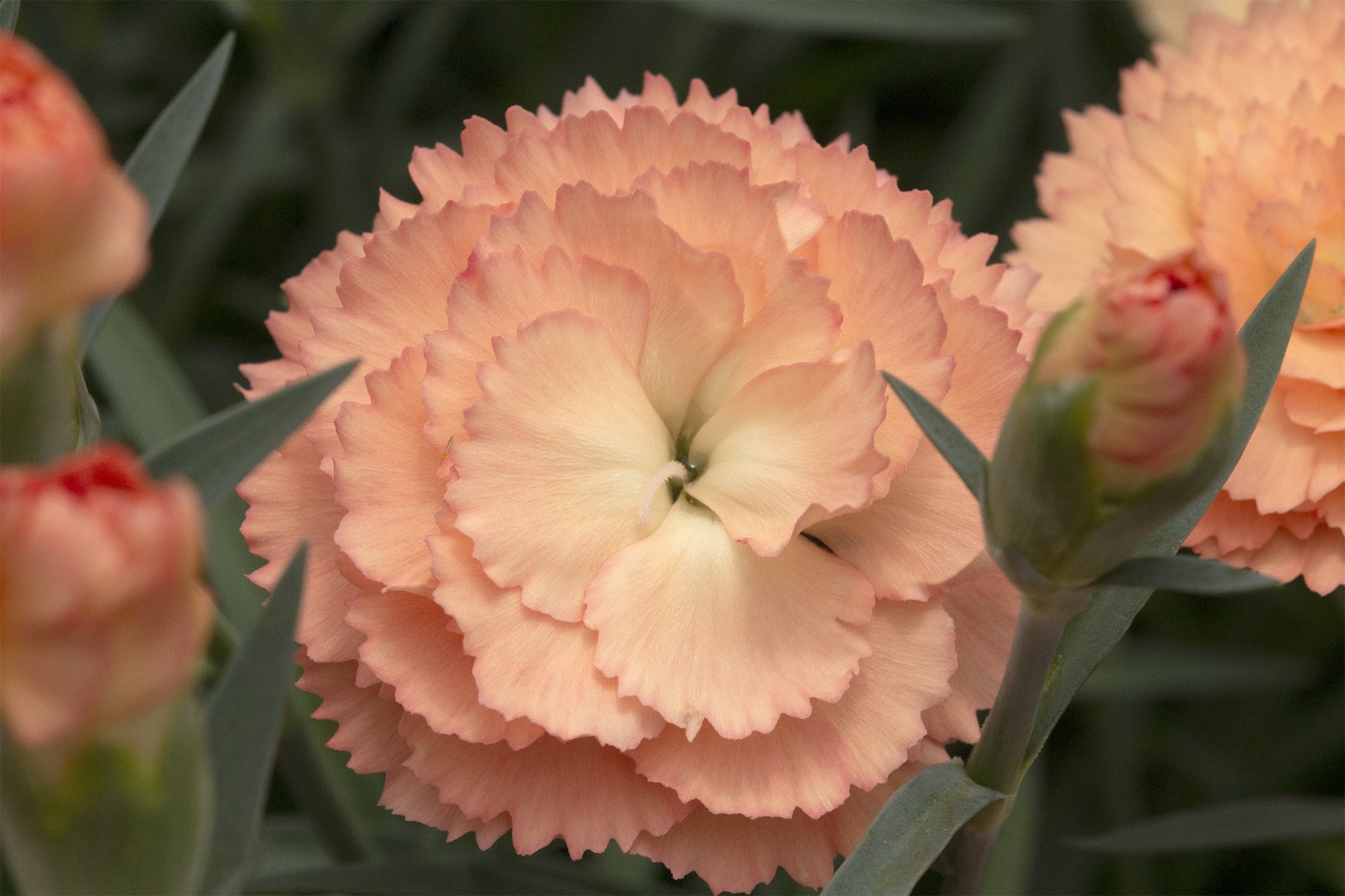 Carnation SuperTrouper® ‘Orange’ PP (Dianthus caryophyllus)
