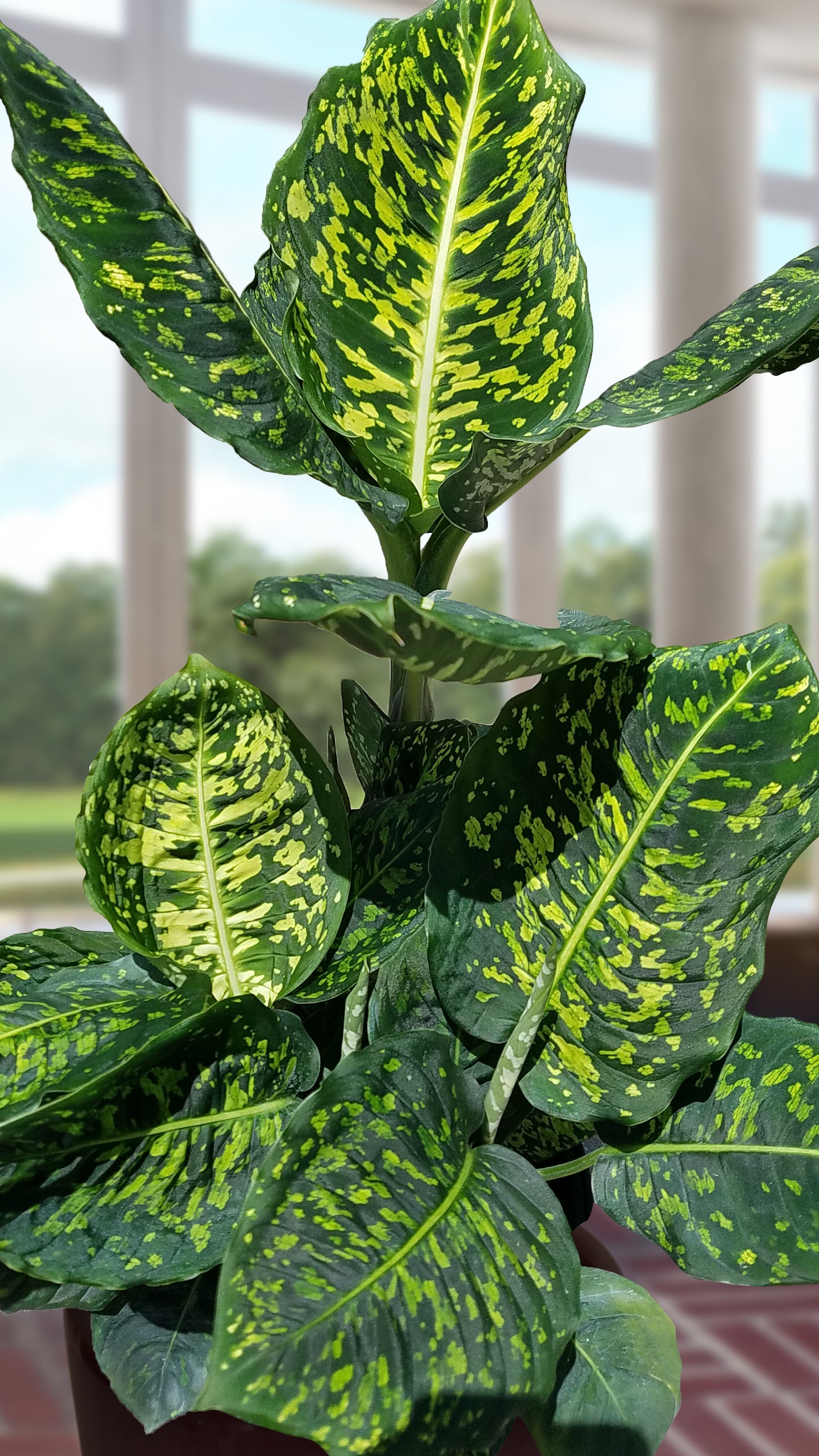 Dieffenbachia ‘Reflector’ (Dieffenbachia hybrid)