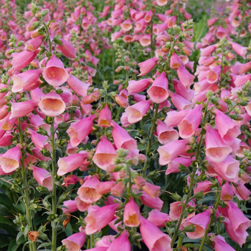 Foxglove ‘Arctic Fox Rose’ PP (Digitalis hybrid)