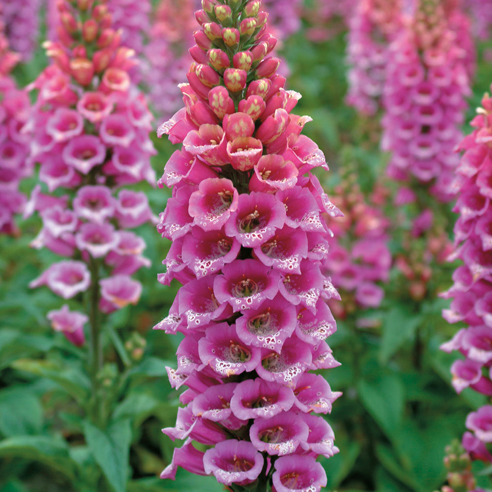 Foxglove ‘Candy Mountain Rose’ (Digitalis purpurea hybrid)