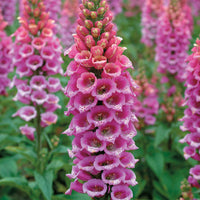 Foxglove ‘Candy Mountain Rose’ (Digitalis purpurea hybrid)