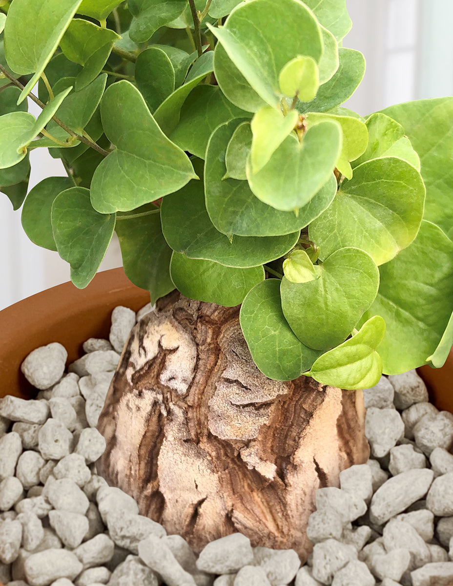 Elephant’s Foot (Dioscorea elephantipes)