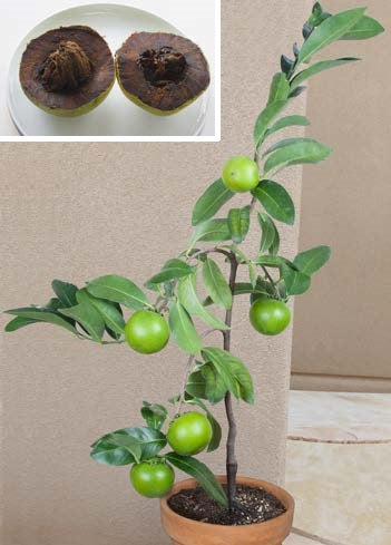 Black Sapote (Diospyros nigra)