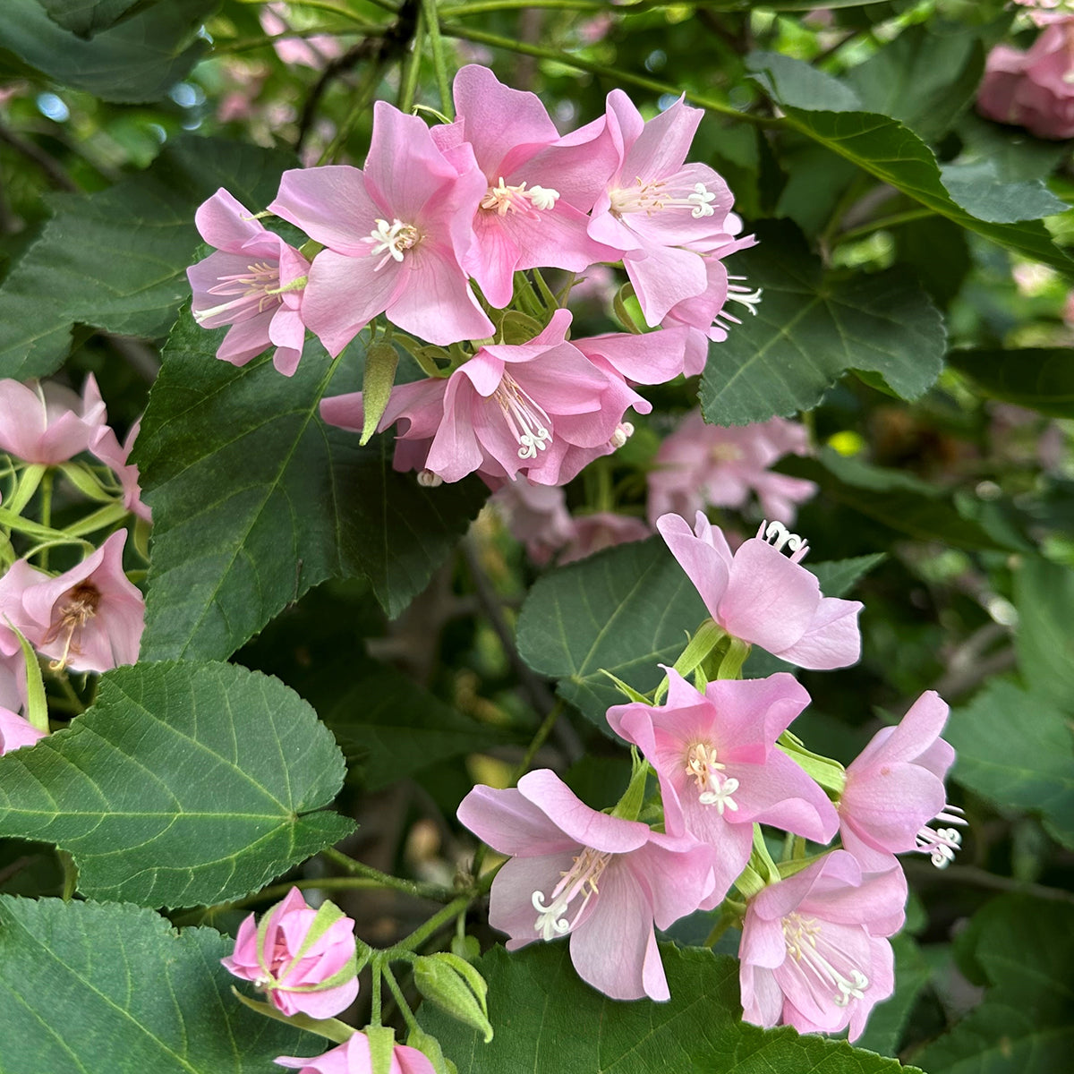 Pink Shrub Dombeya (Dombeya elegans hybrid)