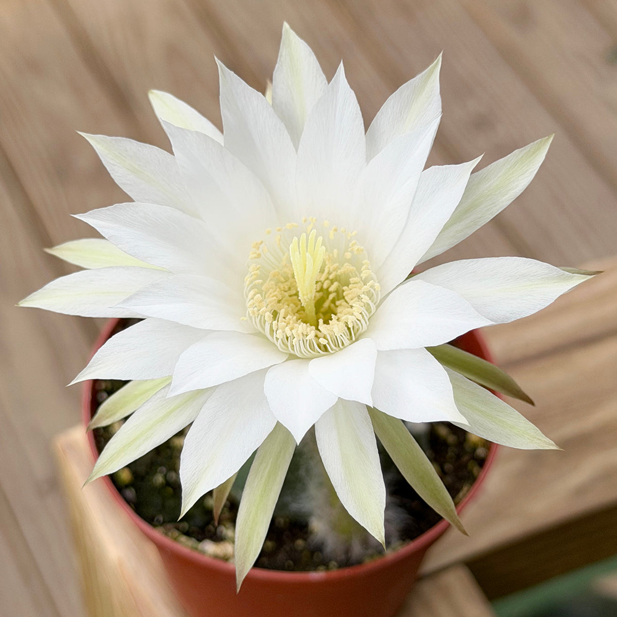 Logee's Domino Cactus