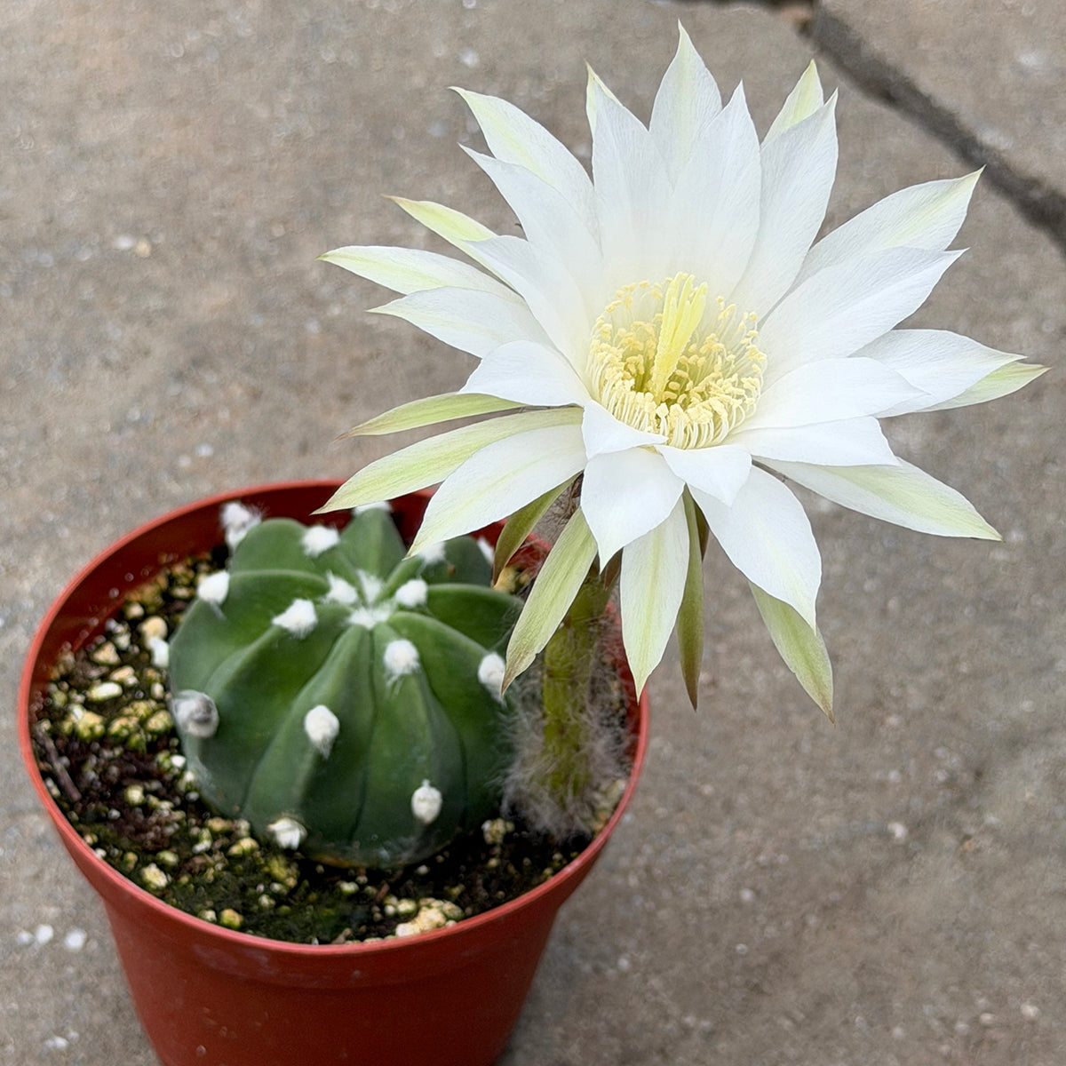 Domino Cactus (Echinopsis subdenudata)