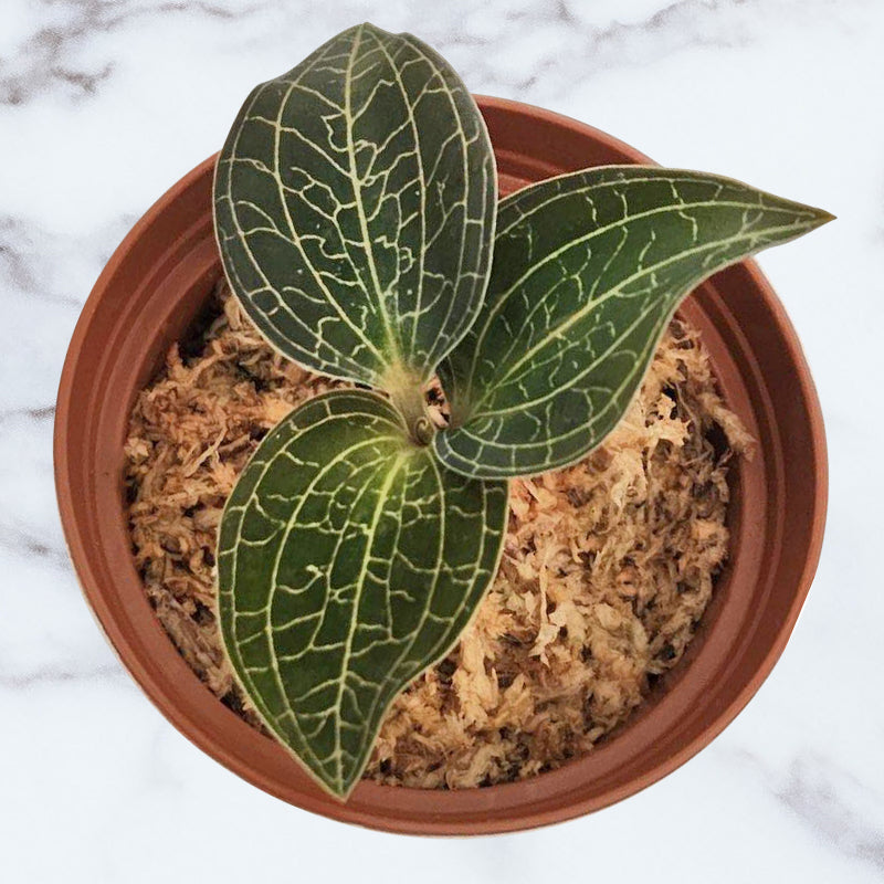 Dreamcatcher Jewel Orchid (Dossinochilus hybrid)