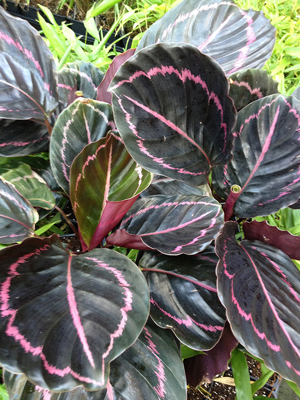 Calathea ‘Dottie’ PP (Calathea roseo picta hybrid)