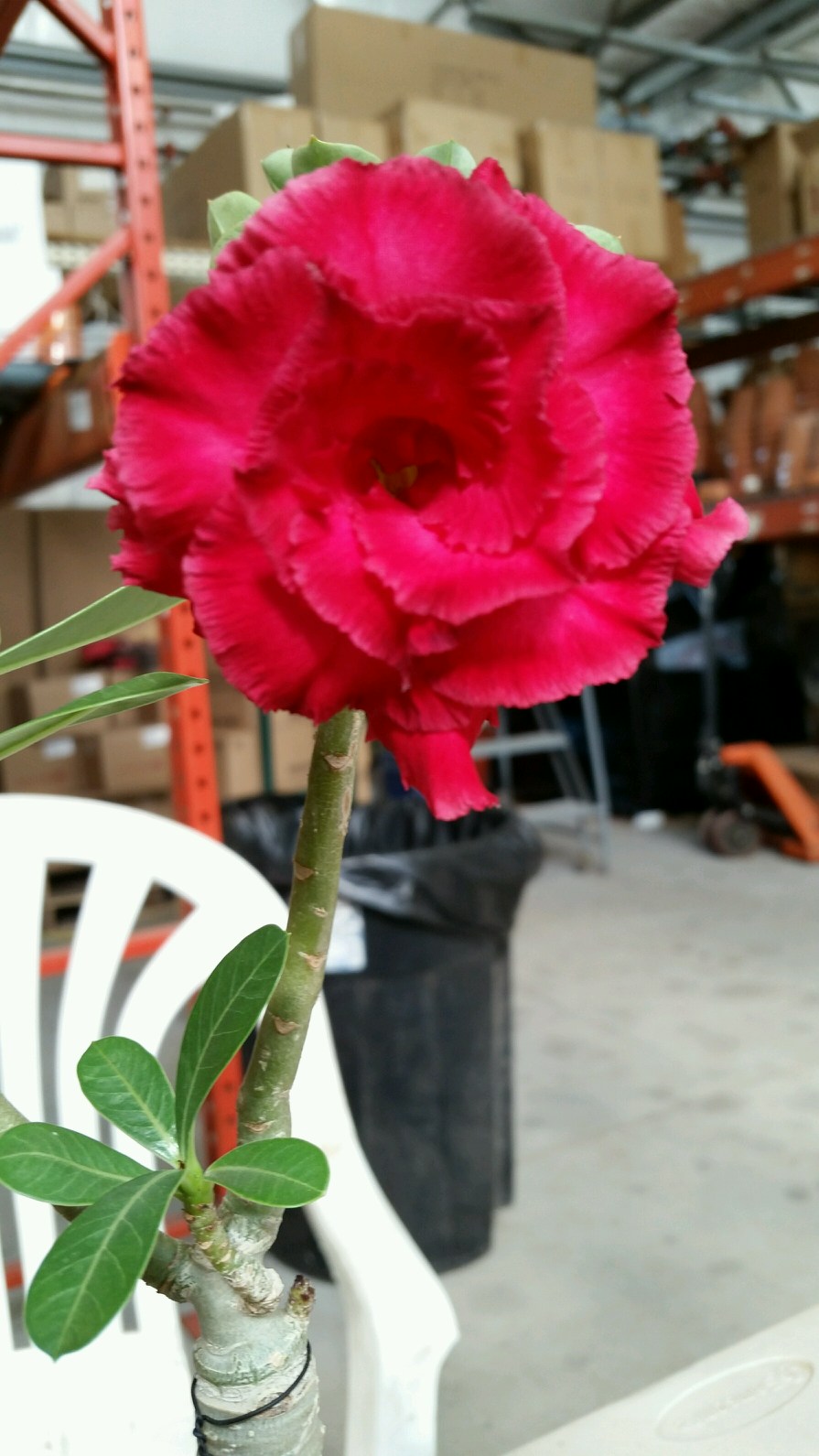 Desert Rose ‘Double Black Asia’ (Adenium hybrid)