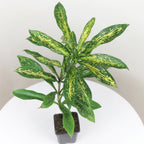 Dracaena ‘Indonesian Tracker’ (Dracaena hybrid)