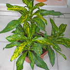 Dracaena ‘Indonesian Tracker’ (Dracaena hybrid)