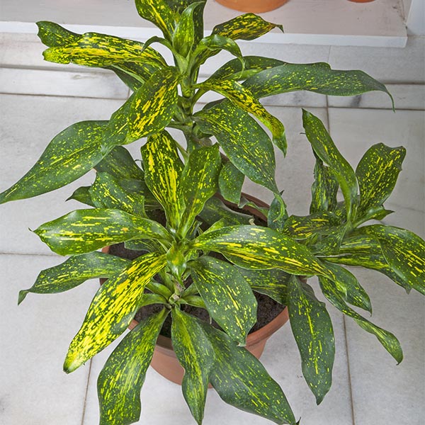 Dracaena ‘Indonesian Tracker’ (Dracaena hybrid)