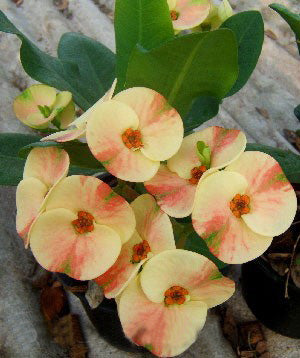 Crown of Thorns ‘Dreamland’ (Euphorbia milii hybrid)
