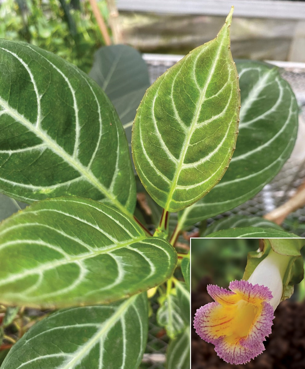 Drymonia (Drymonia chiribogana)