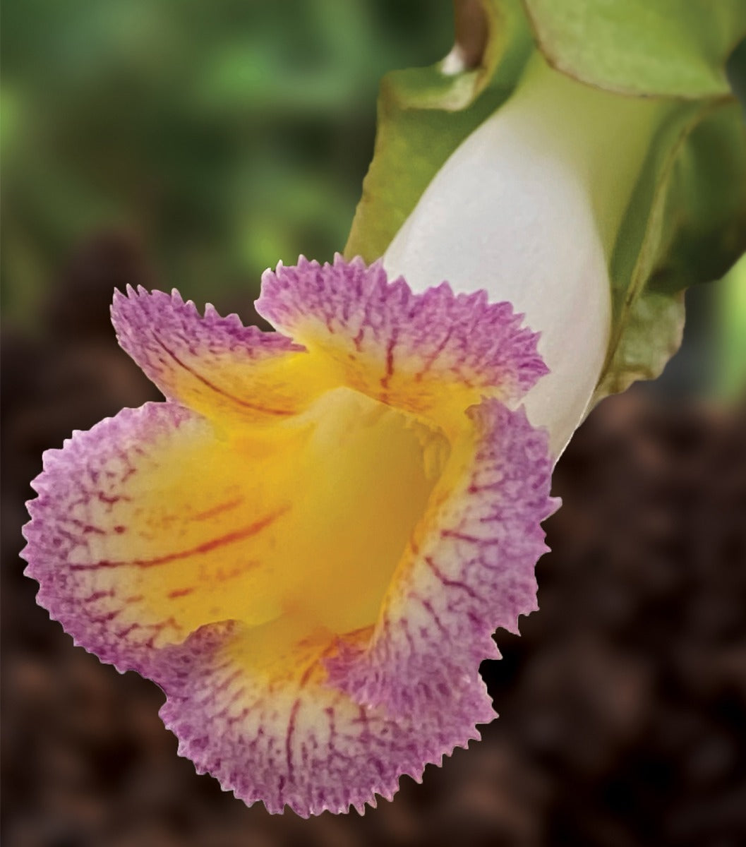 Drymonia (Drymonia chiribogana)