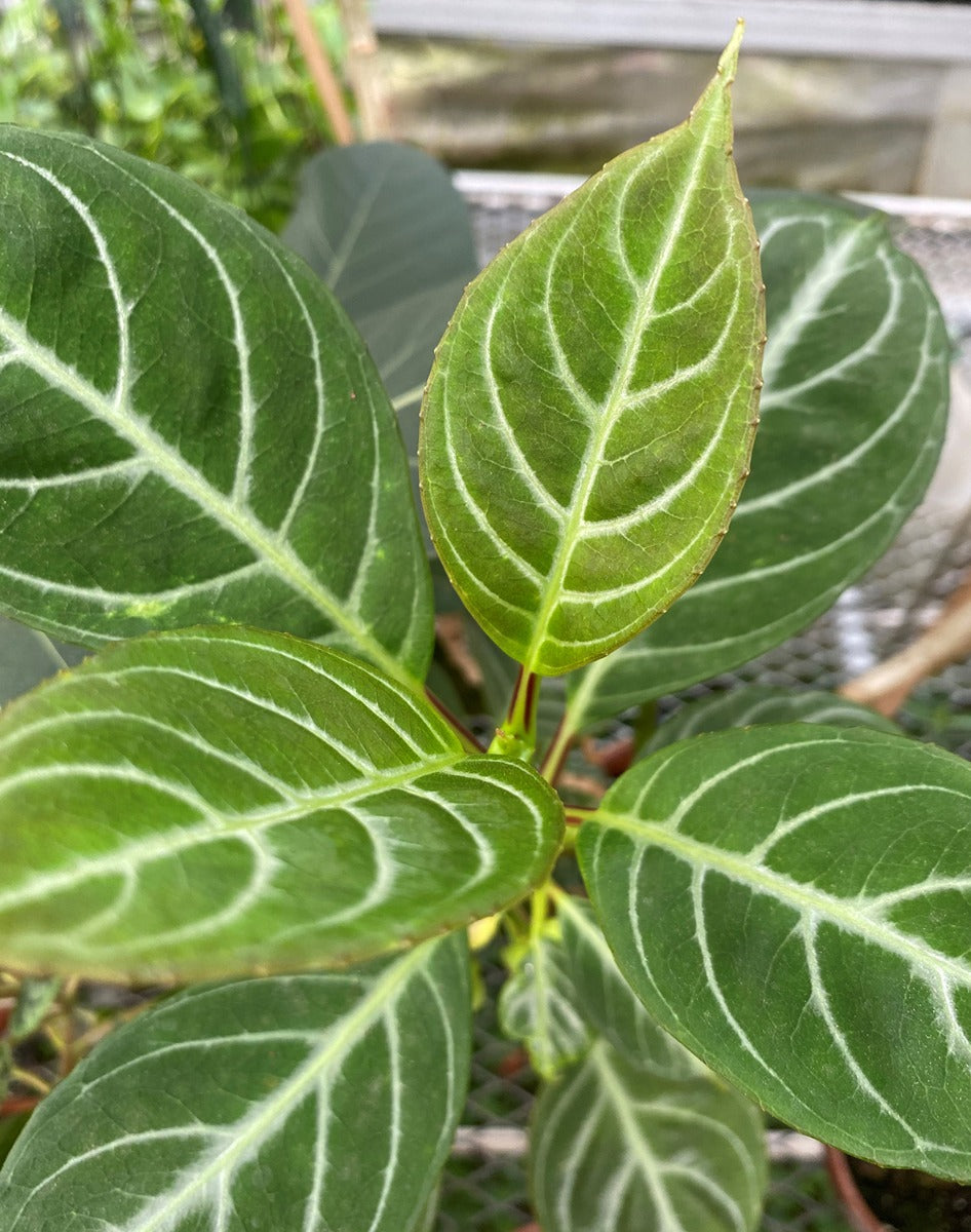 Drymonia (Drymonia chiribogana)