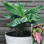 Dwarf Banana Plant ‘Poquito’ PP (Musa hybrid)
