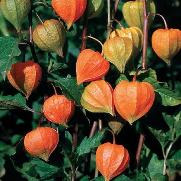 Dwarf Chinese Lantern ‘Gnome’ (Physalis alkekengi var. franchetii)