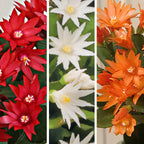 Easter Cactus Set 'Scorpius', ‘Colomba’ and ‘Sirius’ PP