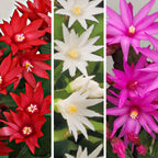 Easter Cactus Collection ‘Purple Fire,’ ‘Scorpius’ and ‘Sirius’ PP