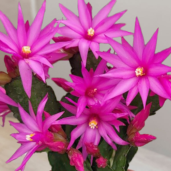 Easter Cactus ‘Purple Fire’ (Rhipsalidopsis gaertneri)