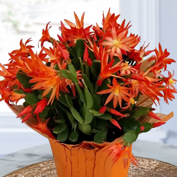 Easter Cactus ‘Sunlet’ (Rhipsalidopsis gaertneri)