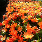 Orange Easter Cactus ‘Colomba’ (Rhipsalidopsis gaertneri)